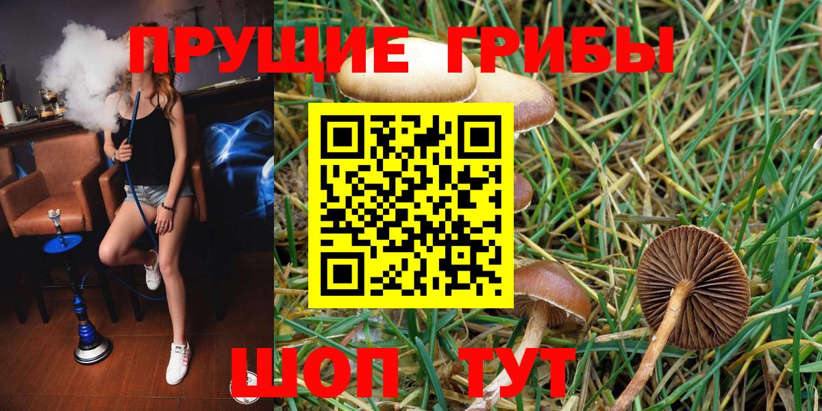 Псилоцибиновые грибы Psilocybe Боровичи